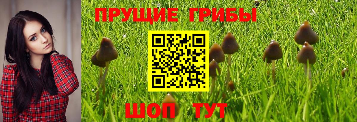 Псилоцибиновые грибы GOLDEN TEACHER Петровск